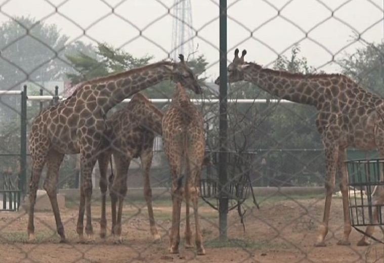 Peshawar Zoo loses its fourth giraffe