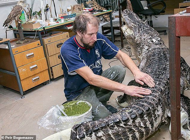 Alligator rumoured to be Hitler’s pet to be preserved forever