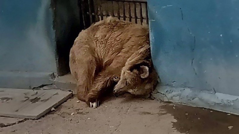 Sindh High Court orders for Rano to be moved to an open cage