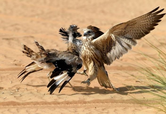Illegal falcon trade on the rise in Pakistan