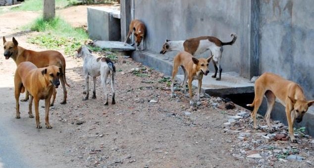 CDA bans shooting stray dogs