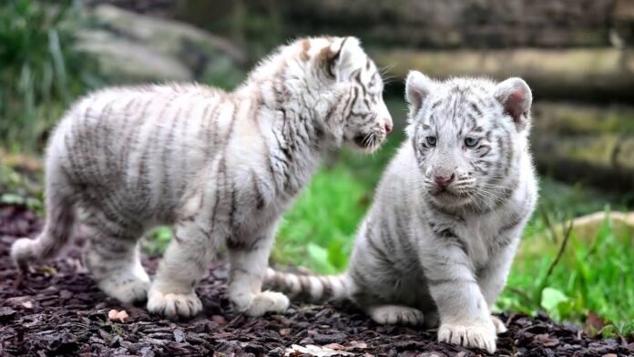 Lahore Zoo’s white tiger cubs reportedly died of COVID