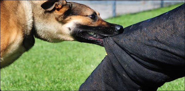 Sindh MPAs to be suspended over dog bites, says SHC