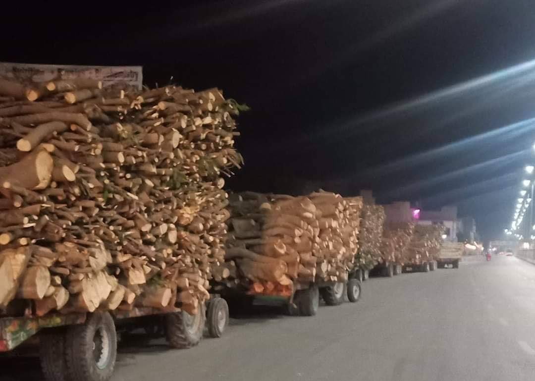 Nearly 100,000 trees cut down in Multan to pave way for DHA?