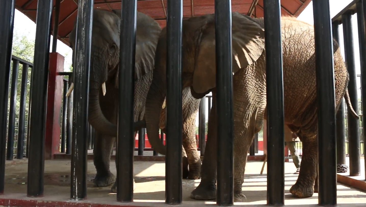 Karachi Zoo management denies foreign animal experts access to ‘ailing’ elephants