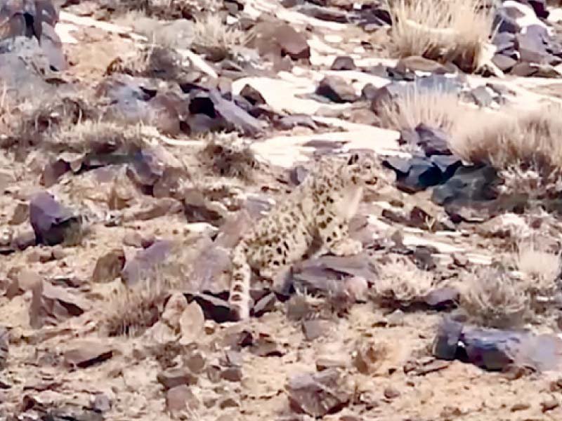 WWF releases rare video of snow leopard hunting ibex