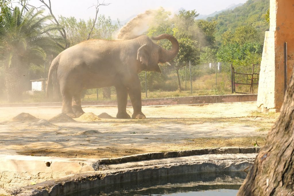 VIDEO: Cher drops trailer of documentary on Kaavan