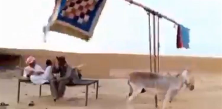 VIDEO: Villagers use donkey to beat the heat