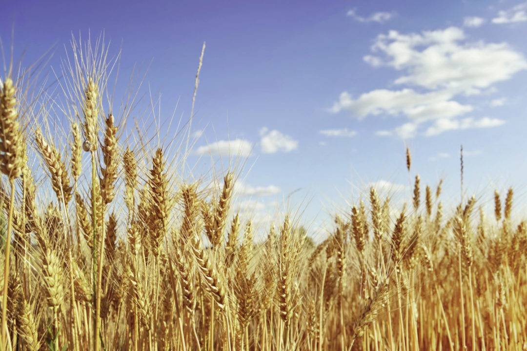 Wheat production will break all records this year: experts