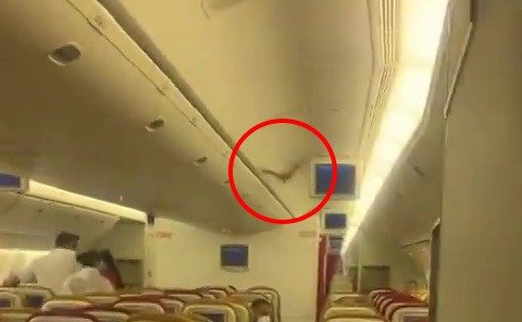 VIDEO: Flight returns after bat seen flying in business class cabin