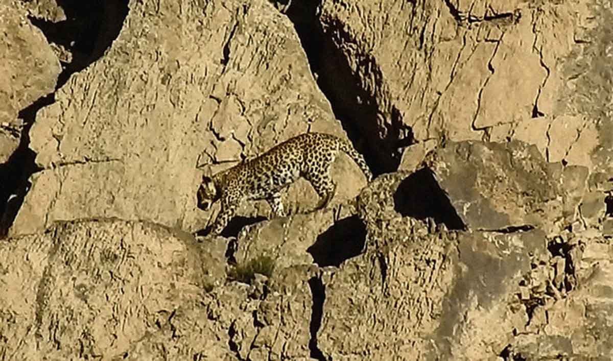 Two rare Persian leopards spotted in Balochistan