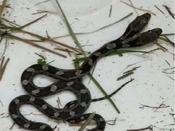Man arrested for eating a snake, claims ‘kept COVID-19 at bay’