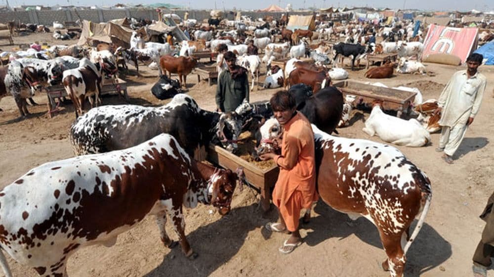Eidul Azha: Govt issues guidelines for cattle market to curb Covid-19 spread