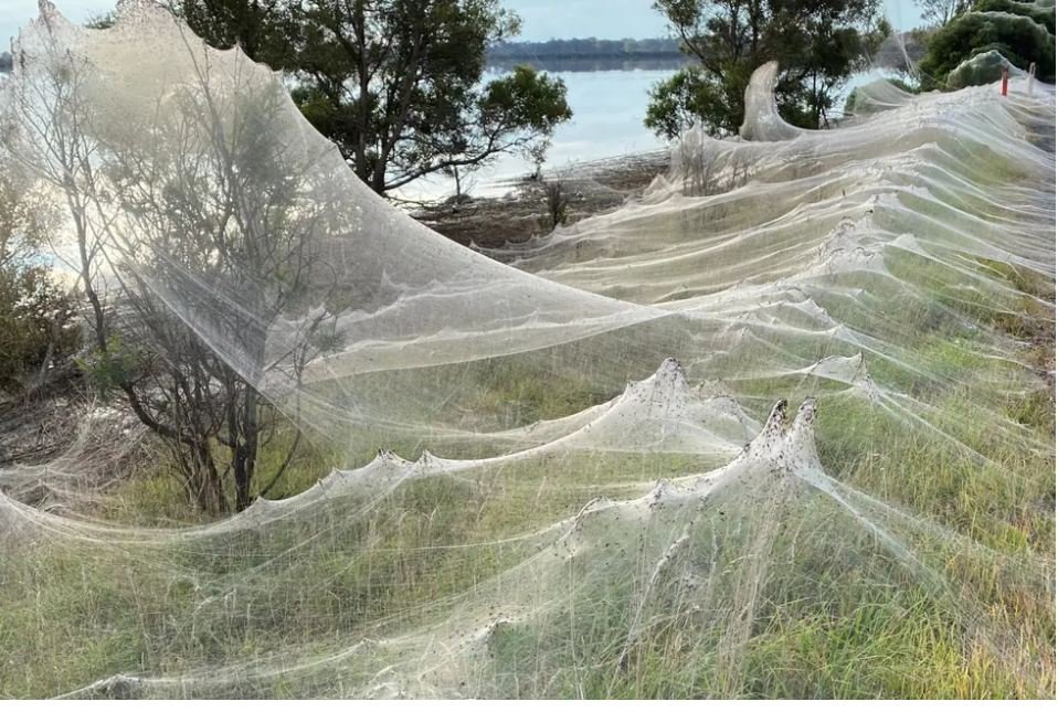 VIDEO: Massive spider webs blanket Australian state