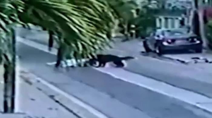 Video: Pet dogs attack Karachi resident