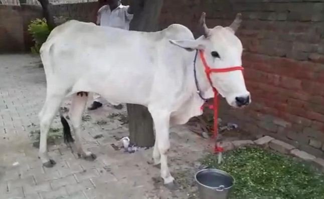 Farmers take cow to police station as  a ‘witness’