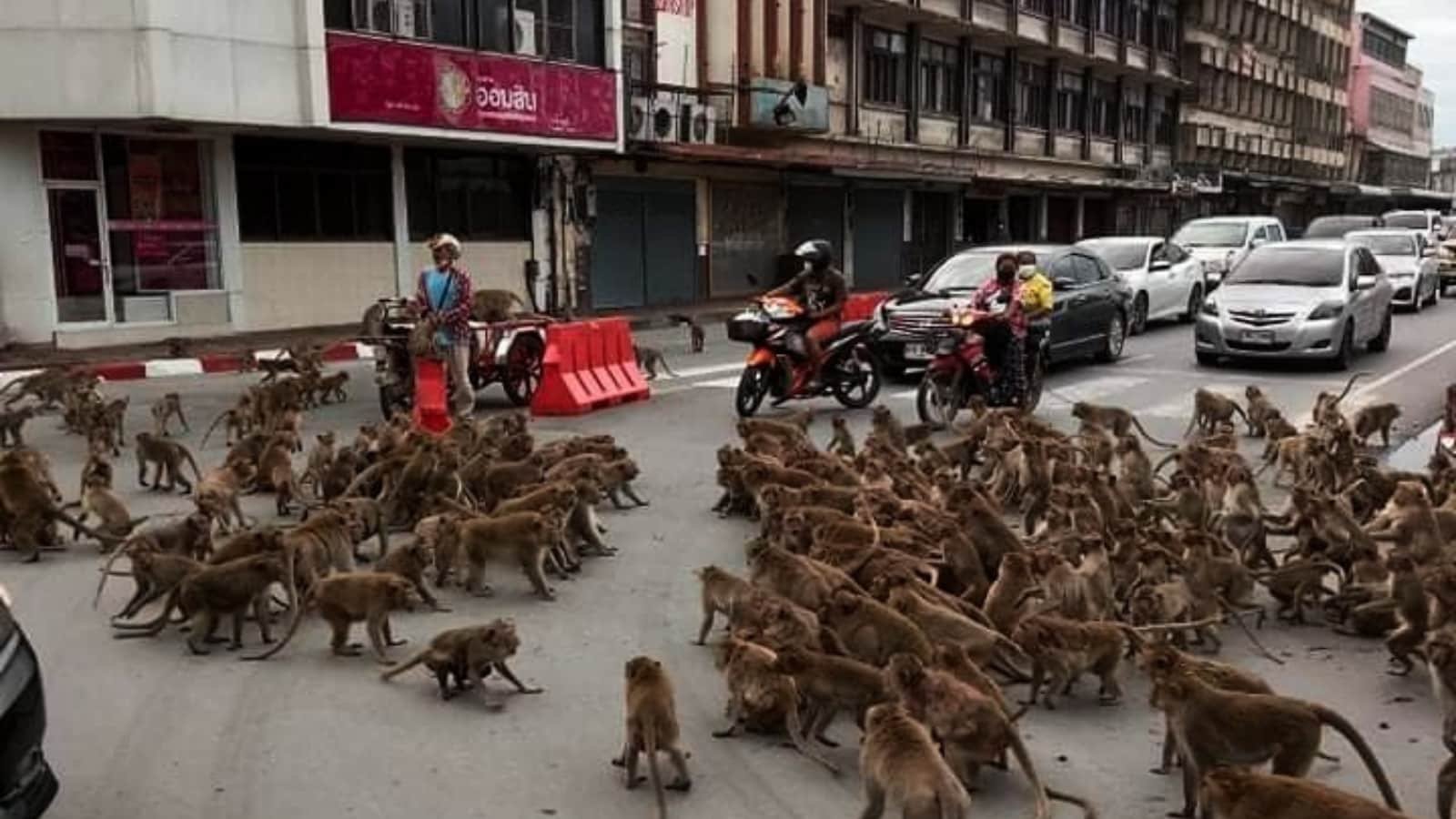 VIDEO: Hundreds of monkeys fight on road, bring traffic to halt