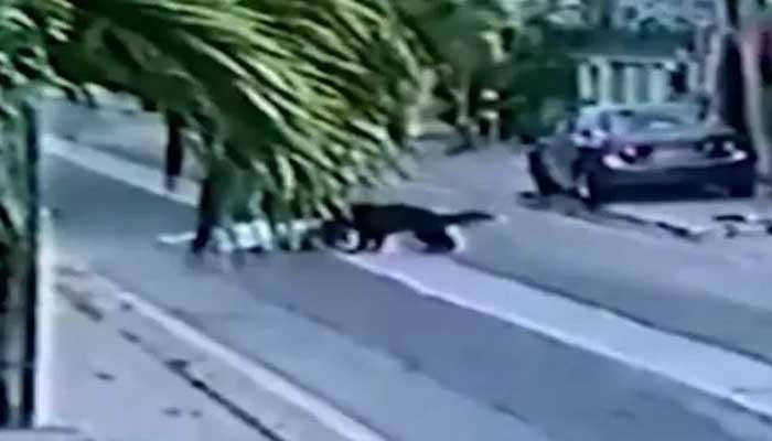 Pet dogs that attacked Karachi lawyer euthanised