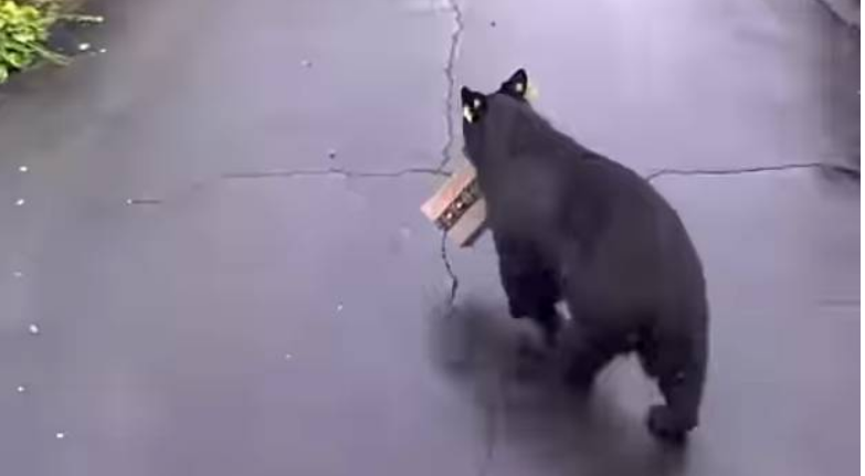 Video of bear stealing Amazon package from porch goes viral