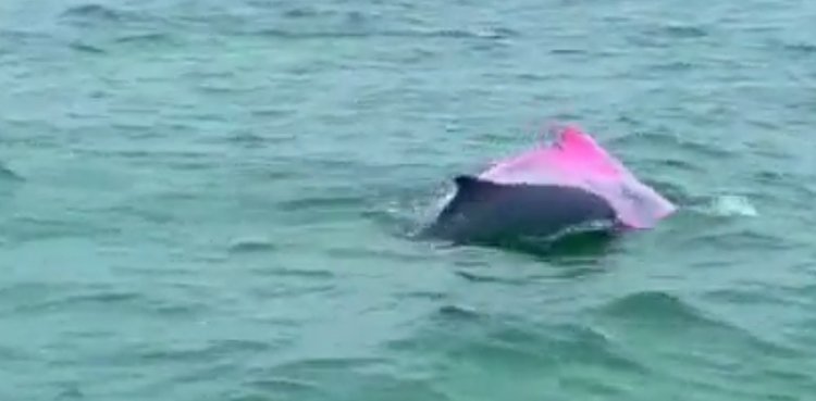Video of rare pink dolphin goes viral