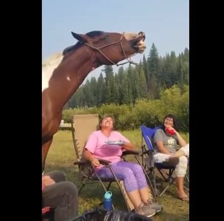 VIDEO: Horse all smiles after eating his favourite chips