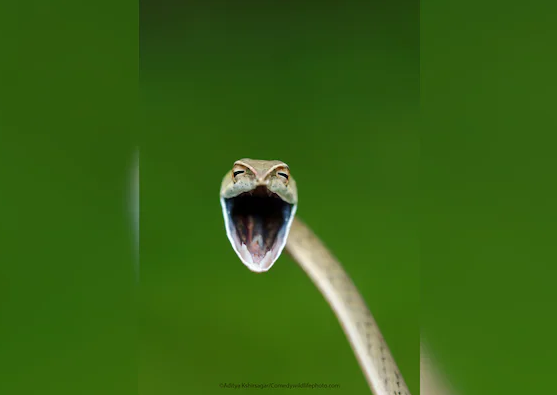 Comedy Wildlife Photo Awards: Laughing snake, other finalists will make your day