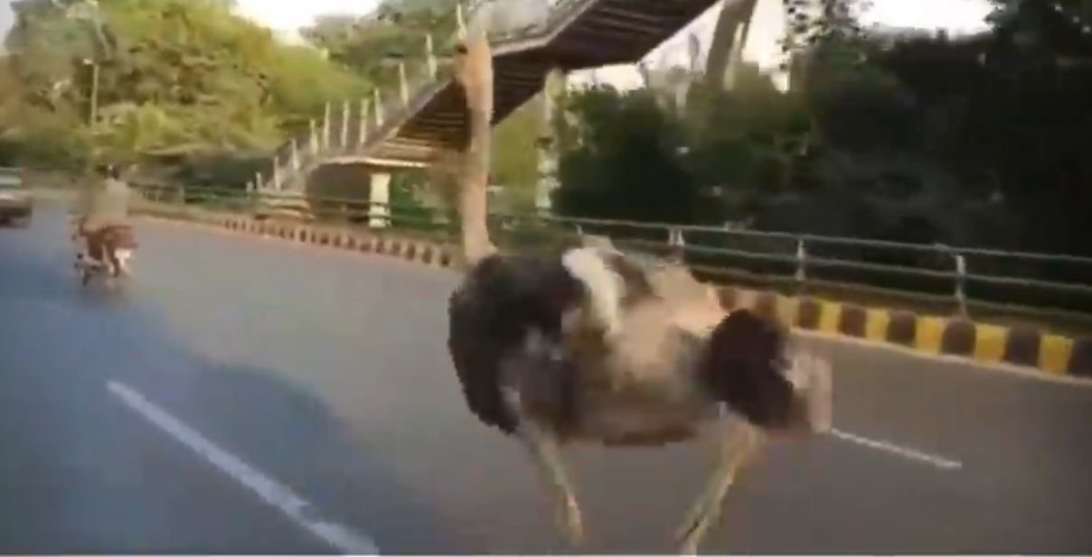 Ostrich running on Lahore street dies after being caught by the neck