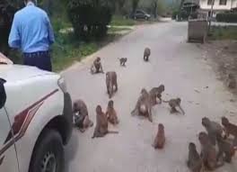 Monkey steals money from man travelling in rickshaw