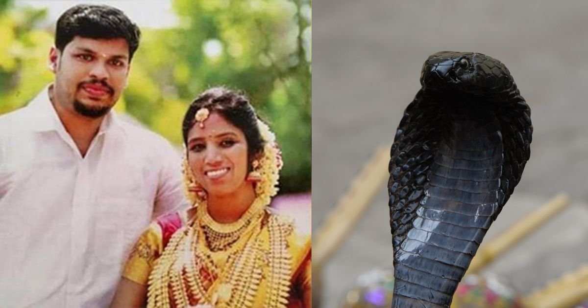 Wife dies after snake bite, court finds husband is the murderer