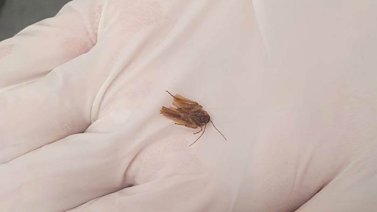 Man finds dead cockroach in ear after three days