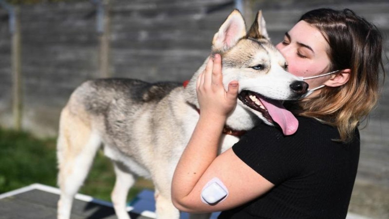 Spain to consider pet custody in divorce battles