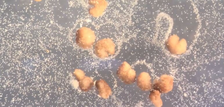 ‘Good driver, sharif admi, I eat whatever is given to me’: All things we will miss about soon to exit CM Buzdar