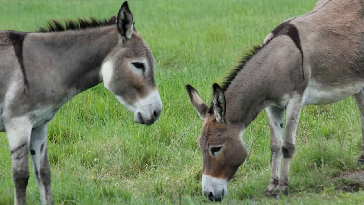 Donkey population in Pakistan increases to 5.7 million: Research
