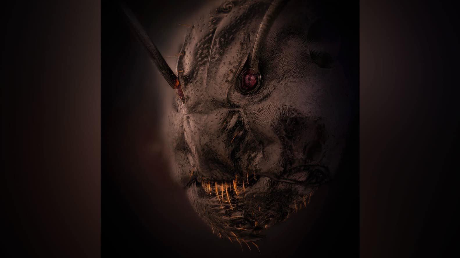 Close-up photo of ant’s face wins photography competition