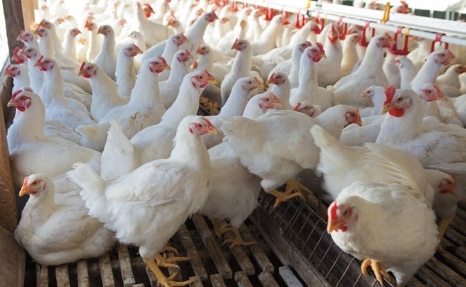 Price chicken can increase to Rs1,000 per kg: Chairman Pakistan Poultry Association