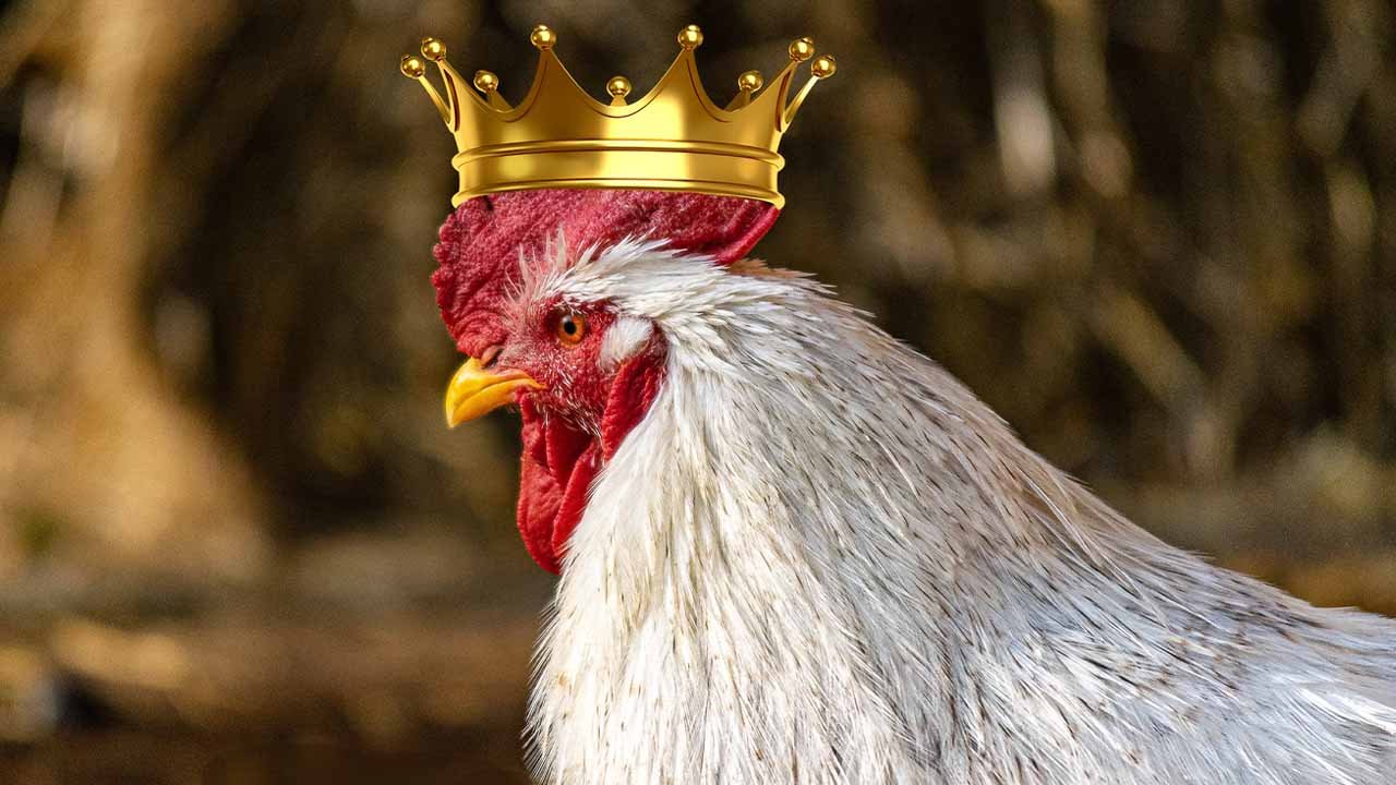 Here’s how chicken prices surpassed beef prices for the first time in Pakistan