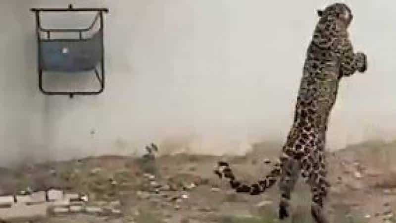Leopard finally captured in Islamabad