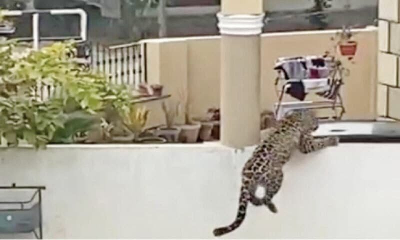 Fact check: No one died from the leopard attack in Islamabad