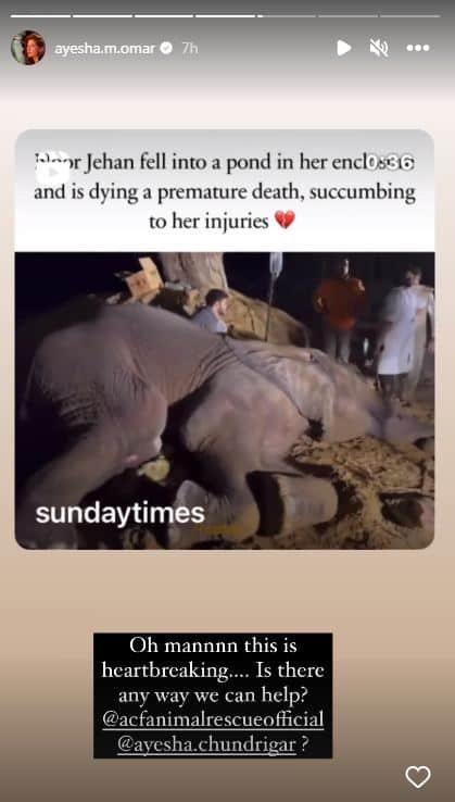 Bakhtawar Bhutto, Ayesha Omar, celebrities, slam Karachi Zoo after Noor Jehan suffers fall