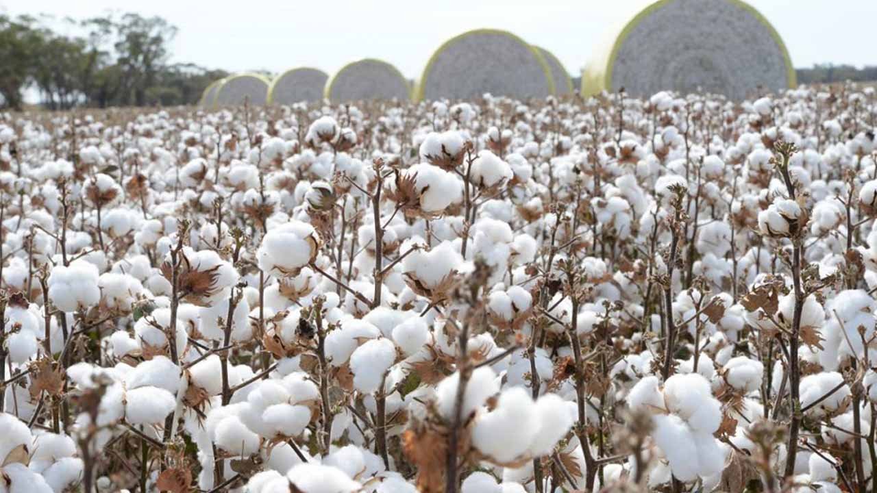 Cotton production in Pakistan drops to 40-year low due to flood damage
