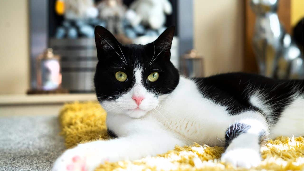 Zebby becomes ‘National Cat of the Year’ for assisting deaf owner