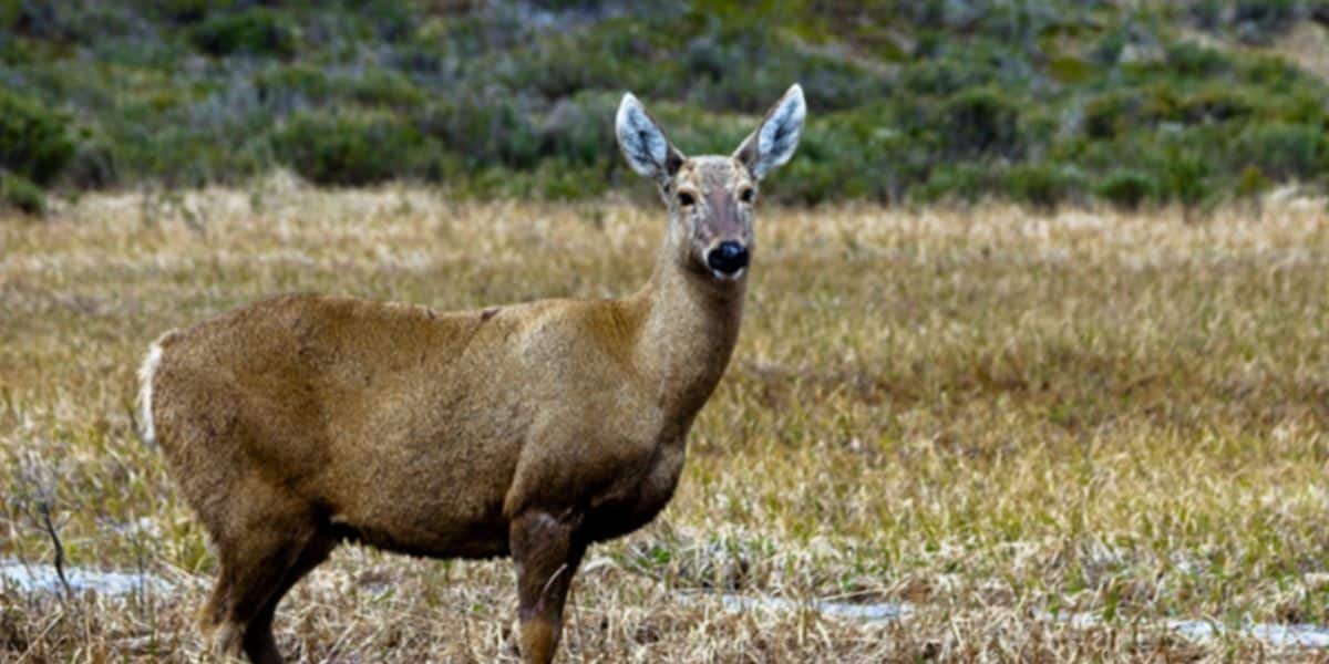 Chile animal shelter offers hope to wildlife affected by natural disasters