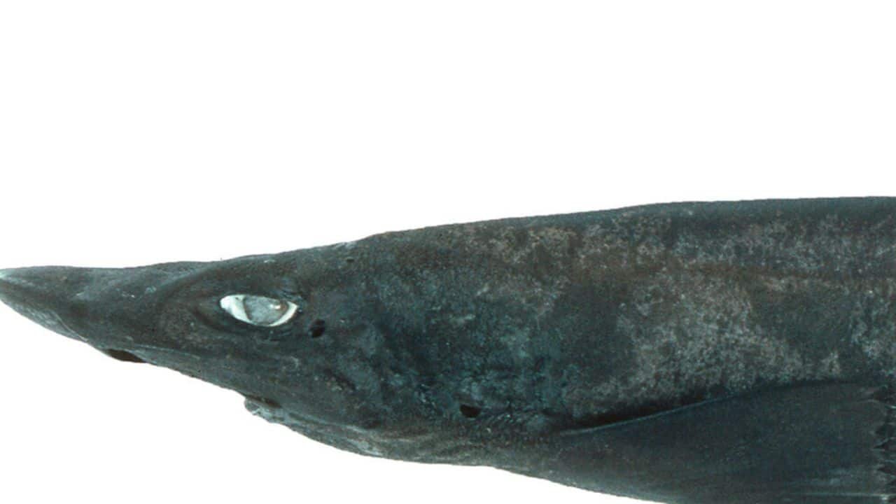 Unveiling the ‘Demon Catshark’ and a growing catalog of shark species