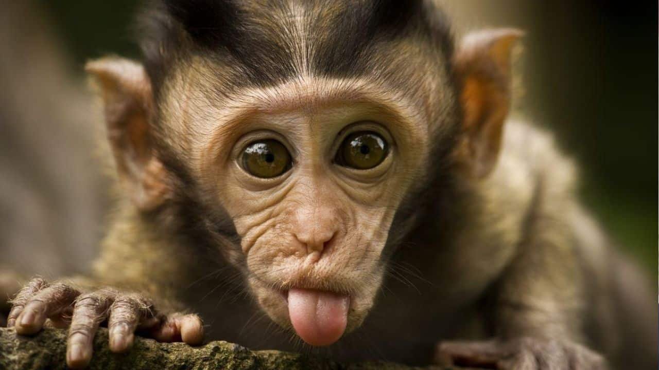 Baby monkey gives hard time to wildlife team after it escapes KHI court