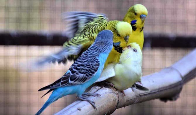 ‘World’s largest aviary’ approved by CDA…is this really necessary?