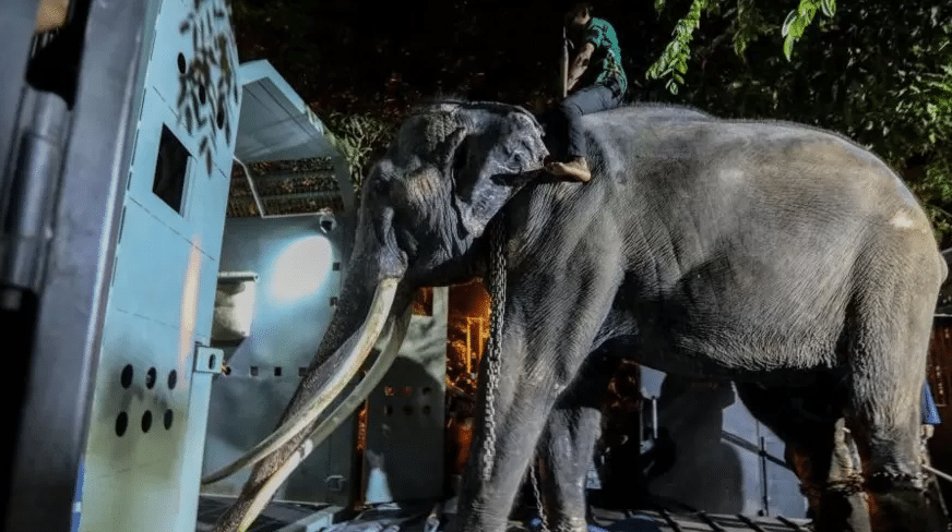 Neglected Thai elephant Muthu Raja returns home after two decades