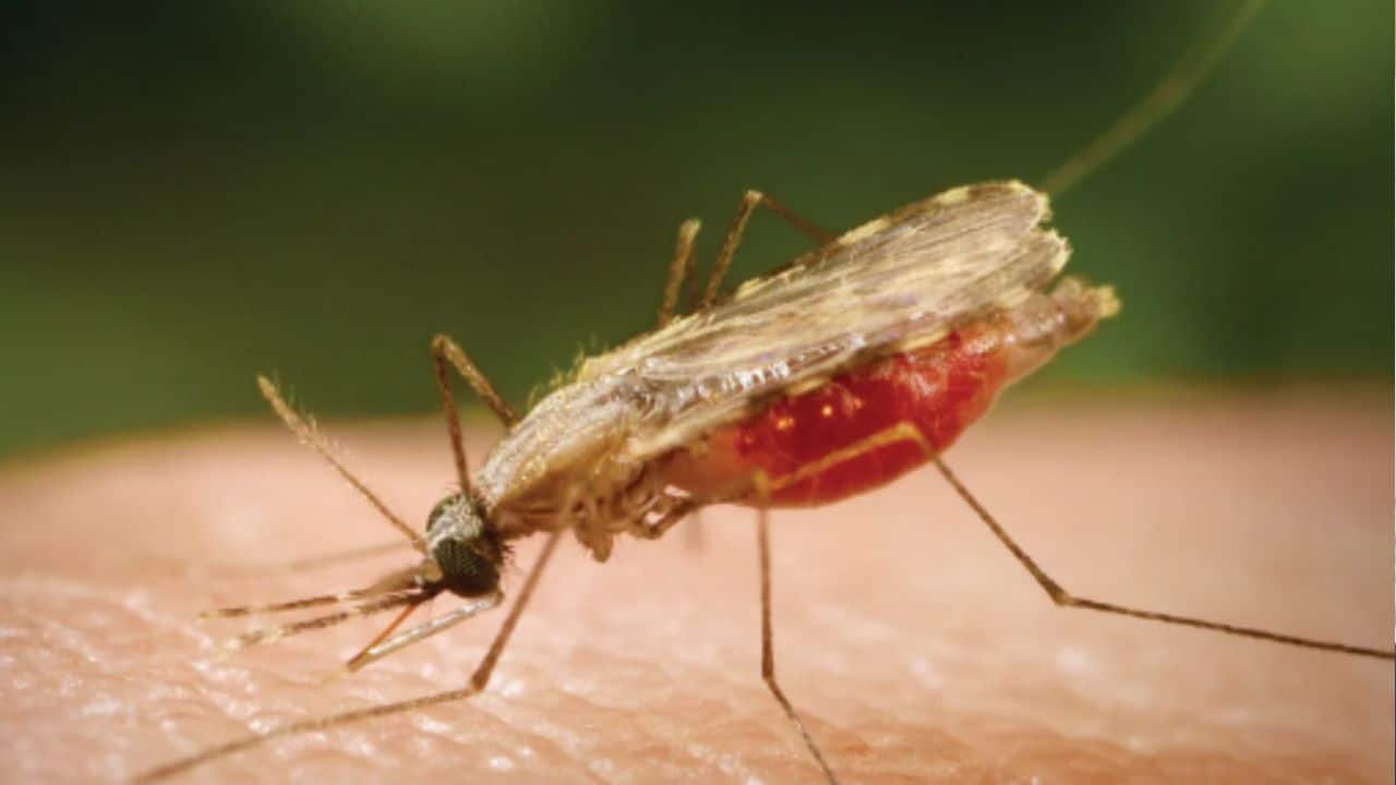 Novel bacteria strain holds potential to curtail malaria transmission
