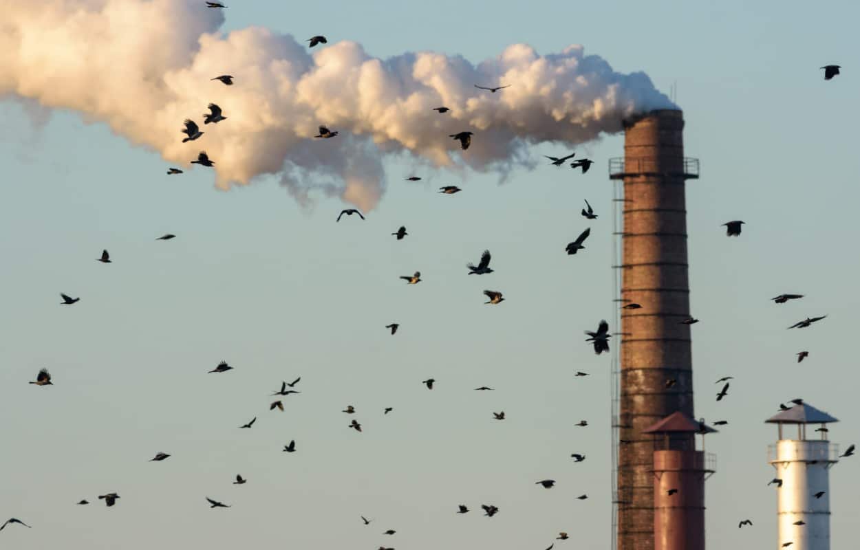 Climate Change causing bird populations to deplete in Pakistan