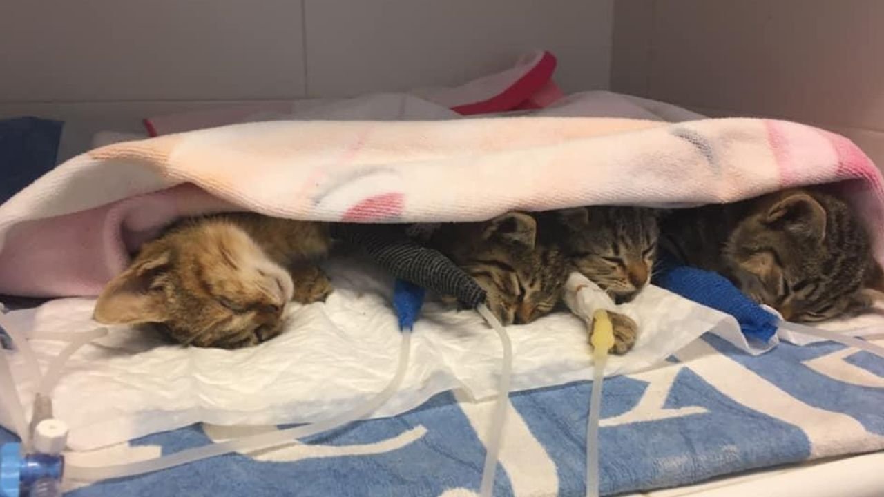 Spain police investigate suspected poisoning of 47 cats