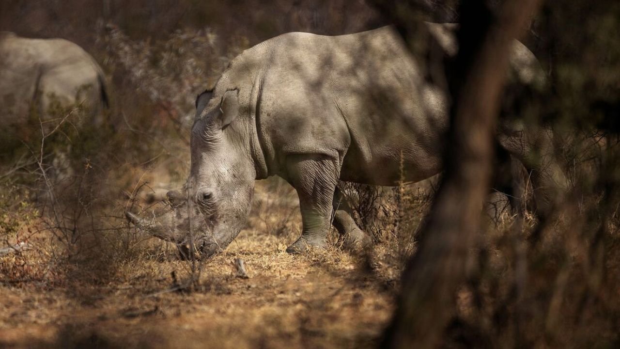 Nearly 500 rhinos killed as poaching increases in South Africa